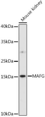 Western Blot: MafG AntibodyAzide and BSA Free [NBP3-04466]